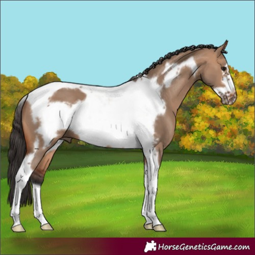 Horse Color:Bay Dun Tobiano Frame 