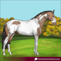 Horse Color:Bay Dun Tobiano Frame