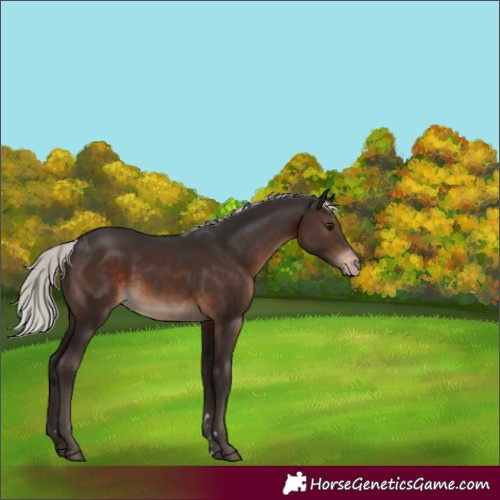 Horse Color:Silver Brown Appaloosa 