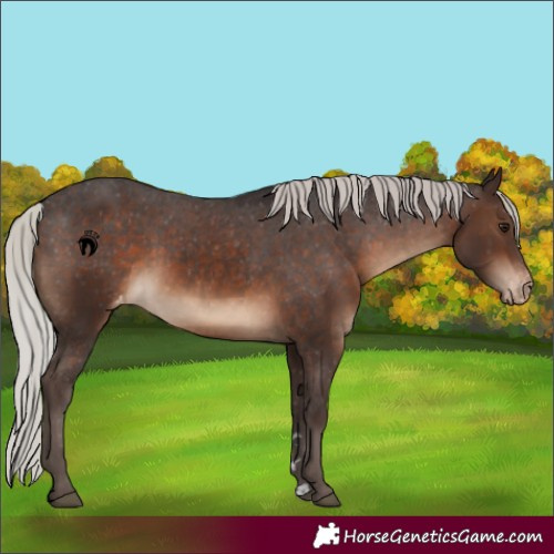 Horse Color:Silver Brown Varnish 