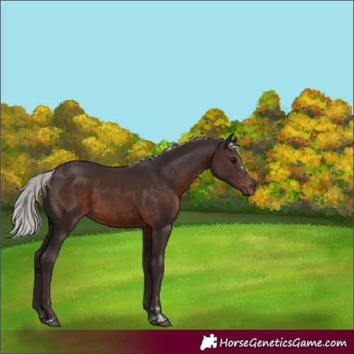 Horse Color:Silver Brown