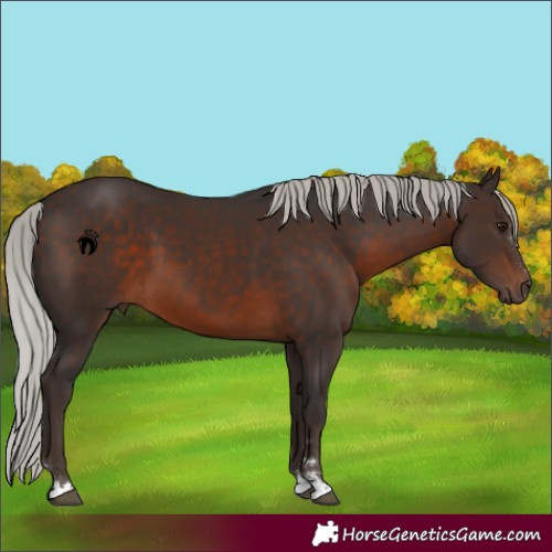 Horse Color:Silver Brown 