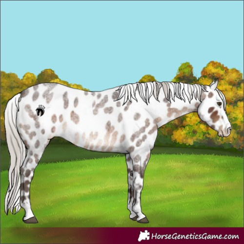 Horse Color:Silver Brown Roan Appaloosa 