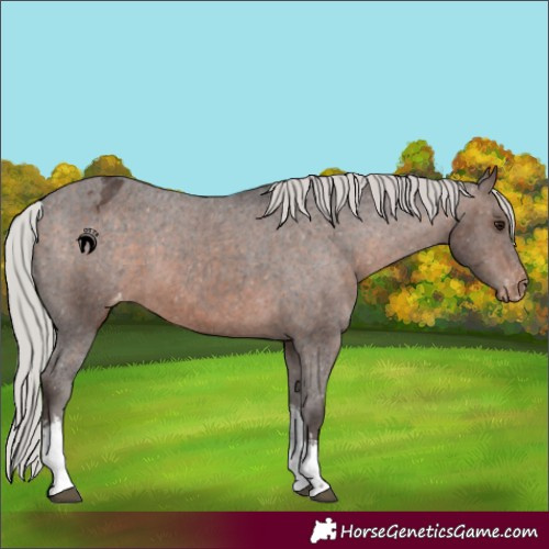 Horse Color:White Spotted Silver Brown Appaloosa 
