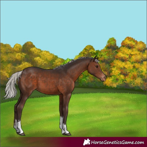 Horse Color:White Spotted Silver Brown Appaloosa 