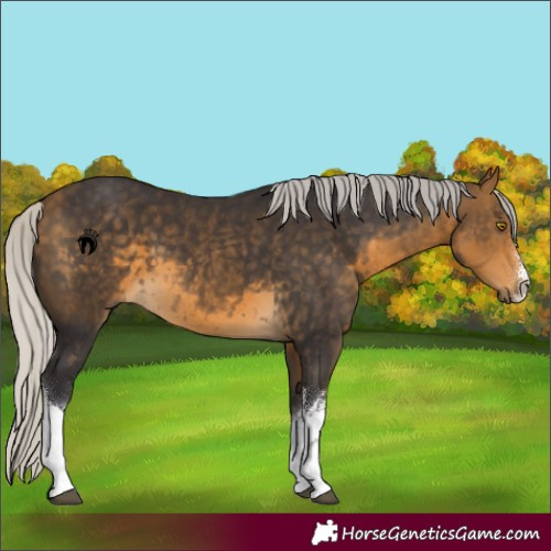 Horse Color:White Spotted Silver Buckskin 