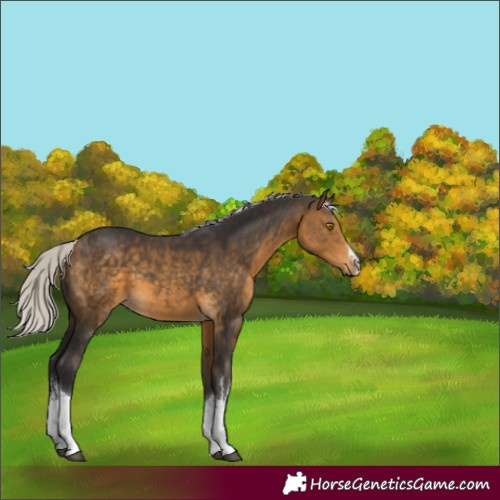 Horse Color:White Spotted Silver Buckskin 