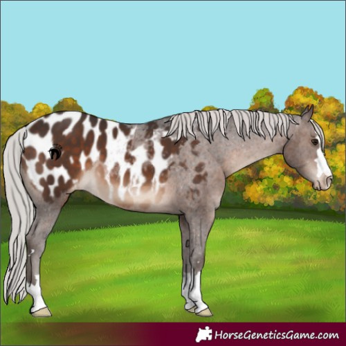Horse Color:Silver Brown Appaloosa 