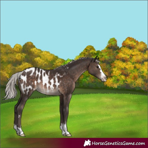 Horse Color:Silver Brown Appaloosa 