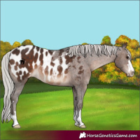 Horse Color:Silver Brown Appaloosa