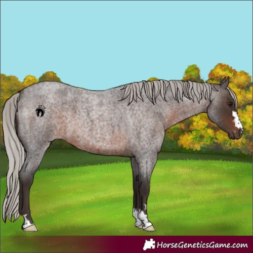 Horse Color:Silver Brown Roan 