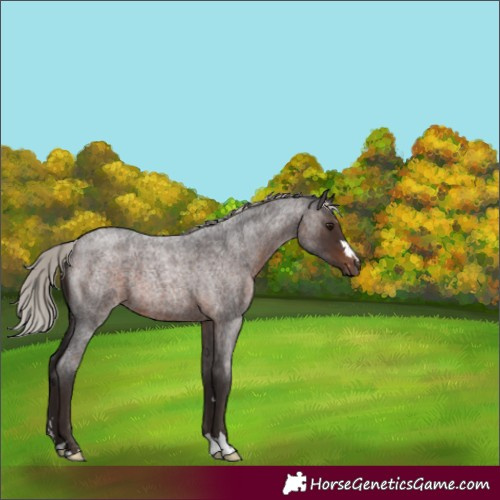Horse Color:Silver Brown Roan 