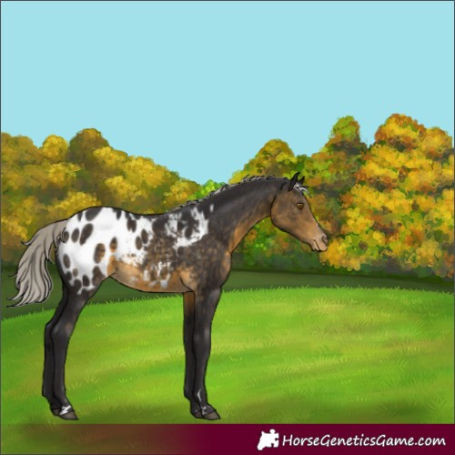 Horse Color:Silver Buckskin Appaloosa 