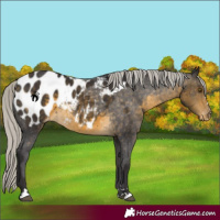 Horse Color:Silver Buckskin Blanket 