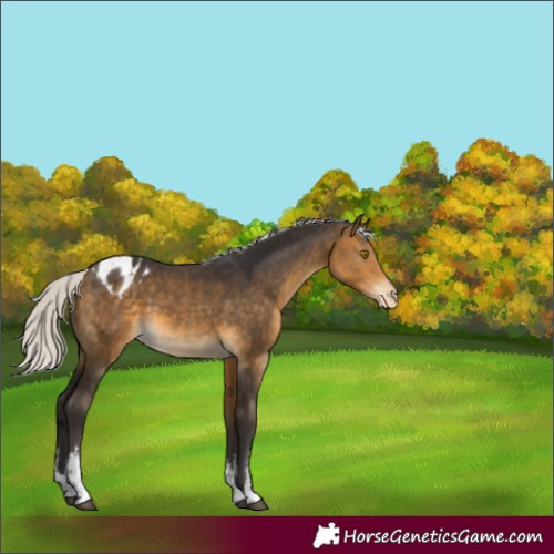 Horse Color:White Spotted Silver Buckskin Appaloosa 