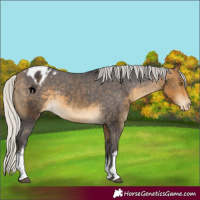 Horse Color:White Spotted Silver Buckskin Blanket