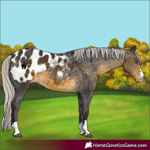 Horse Color:Silver Buckskin Blanket 