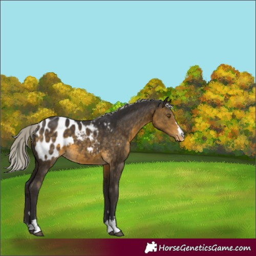 Horse Color:Silver Buckskin Appaloosa 