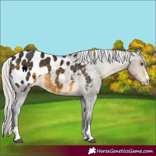 Horse Color:Silver Buckskin Appaloosa 