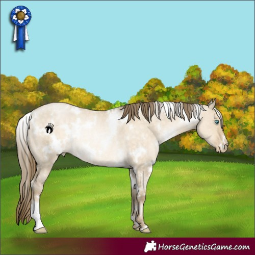 Horse Color:White Spotted Buckskin Pearl Dun Rabicano 