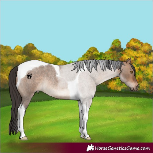 Horse Color:Bay Roan Dun Tobiano Rabicano 