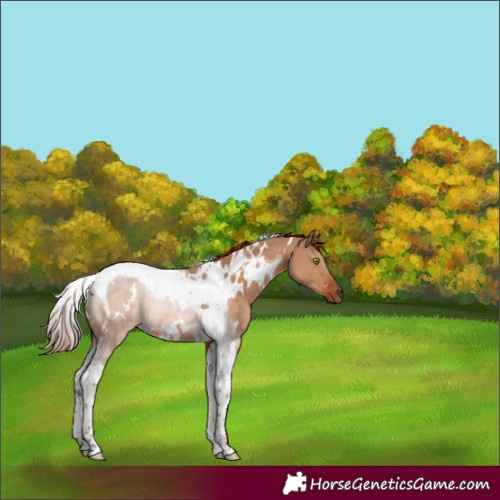 Horse Color:White Spotted Red Dun Tobiano Rabicano