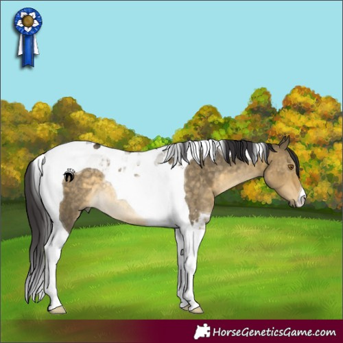 Horse Color:Buckskin Dun Tobiano Rabicano 