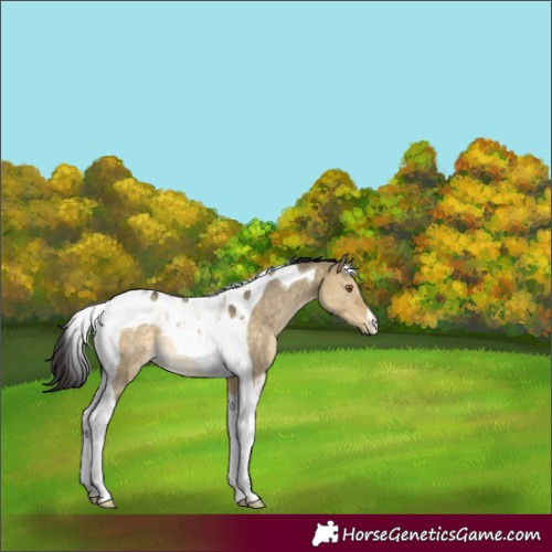 Horse Color:Buckskin Dun Tobiano Rabicano 