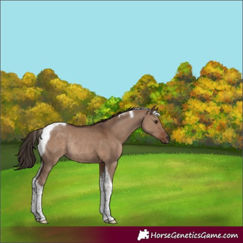Horse Color:Liver Red Dun Tobiano Rabicano 