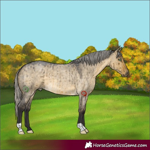 Horse Color:Silver Buckskin Roan Dun Brindle 