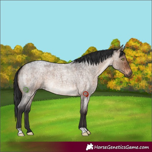 Horse Color:Brown Roan Dun Brindle 