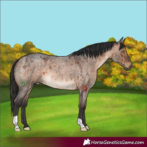 Horse Color:Brown Roan Dun Brindle