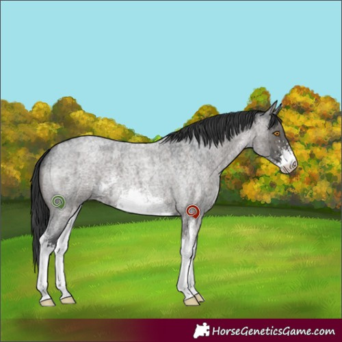 Horse Color:Grullo Roan Sabino Brindle 