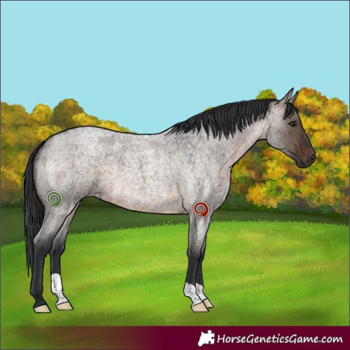 Horse Color:Brown Roan Dun 