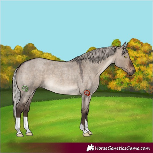 Horse Color:Silver Brown Roan Dun 