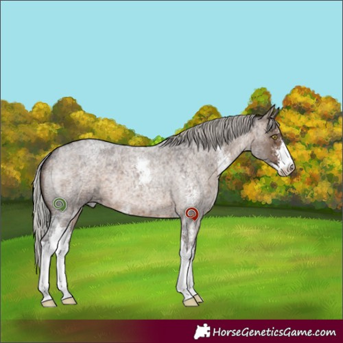 Horse Color:Silver Brown Roan Dun Sabino Brindle