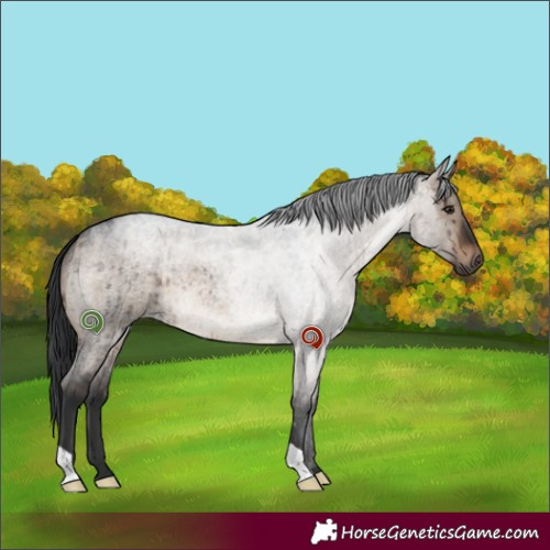 Horse Color:Brown Roan Dun Brindle 