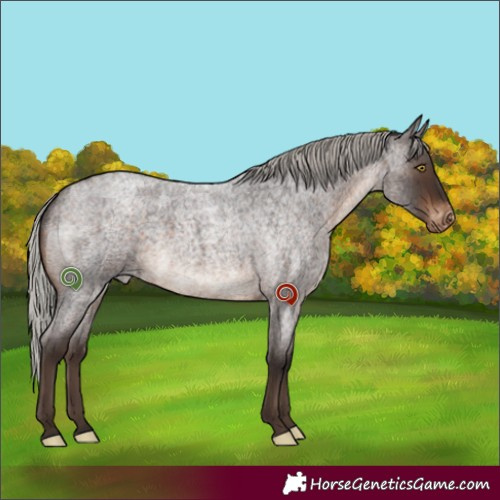 Horse Color:Silver Brown Roan Appaloosa