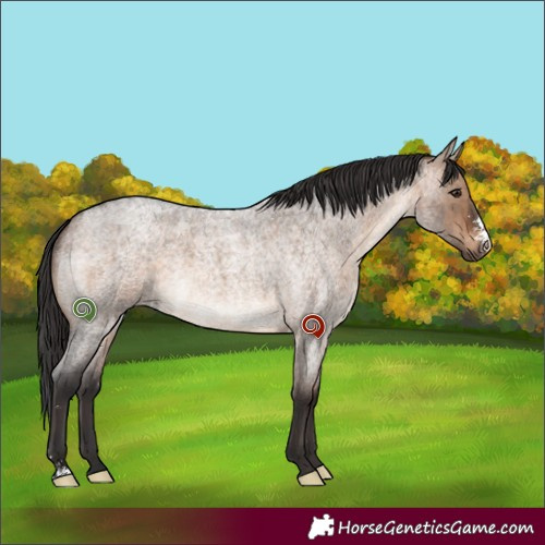 Horse Color:Brown Roan Dun Sabino Brindle 