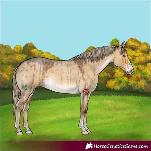 Horse Color:Chocolate Palomino Roan Dun Sabino Brindle 