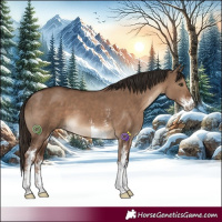 Horse Color:Liver Red Dun Sabino 