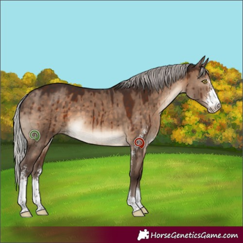 Horse Color:Silver Brown Dun Sabino Brindle 