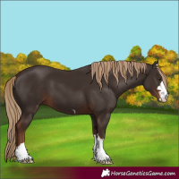 Horse Color:Liver Chestnut