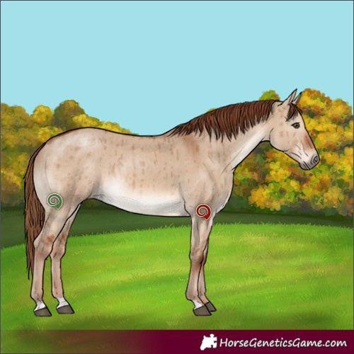 Horse Color:Red Dun Brindle 
