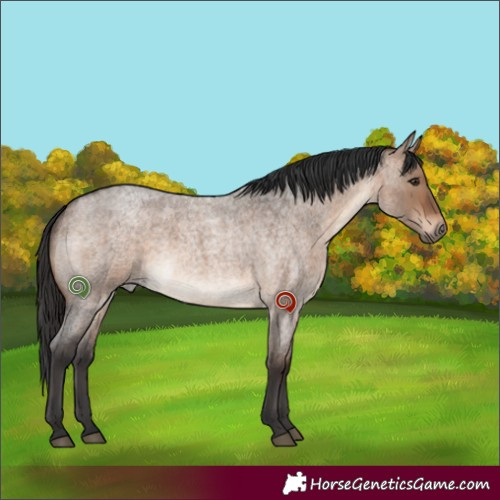 Horse Color:Brown Roan Dun