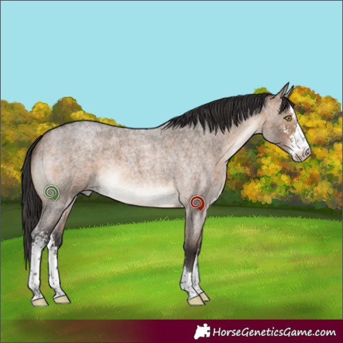 Horse Color:Brown Roan Dun Sabino Brindle 