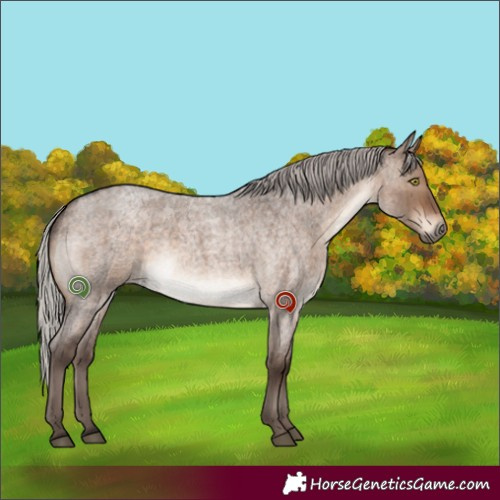 Horse Color:Silver Brown Roan Dun Brindle 