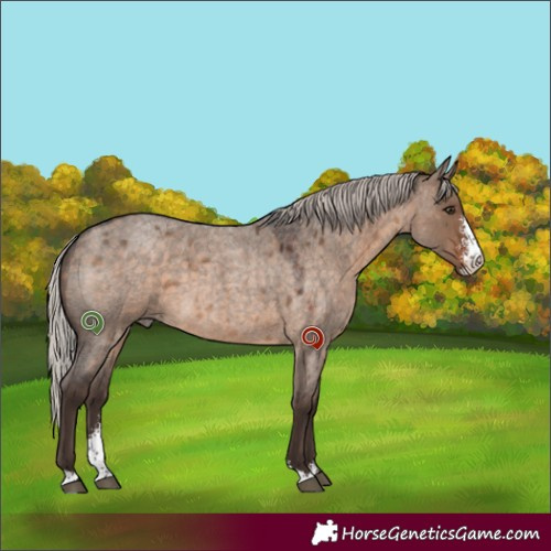 Horse Color:Silver Brown Roan Dun Sabino 