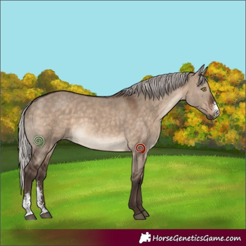 Horse Color:Silver Brown Dun Sabino 