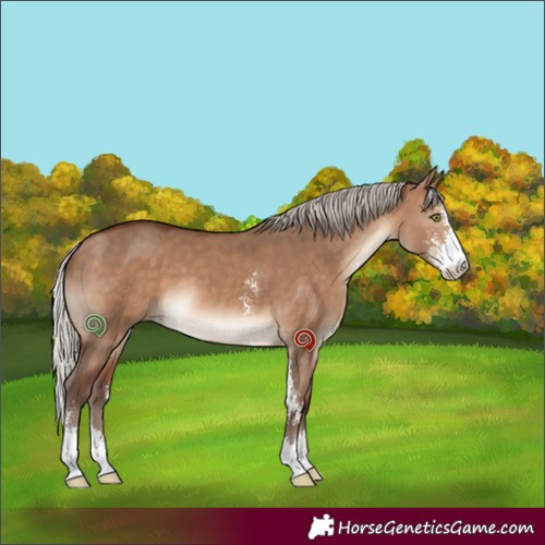 Horse Color:Silver Bay Dun Sabino 